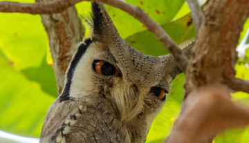 Productfoto: Vogelbeobachtungstouren in Gambia