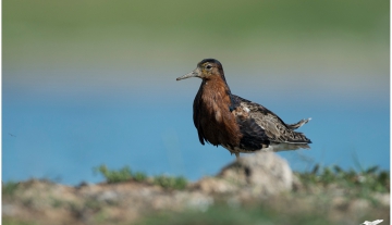 Productfoto: HBN Foto Versteck 10 - Das Groninger Landschap