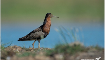 Productfoto: HBN Foto Versteck 10 - Das Groninger Landschap