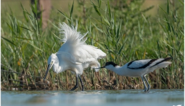 Productfoto: HBN Foto Versteck 10 - Das Groninger Landschap