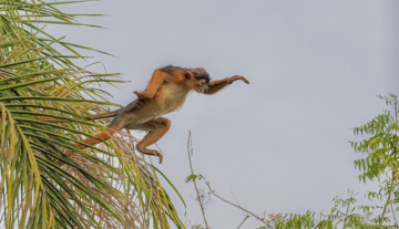 Productfoto: Vogelbeobachtungstouren in Gambia