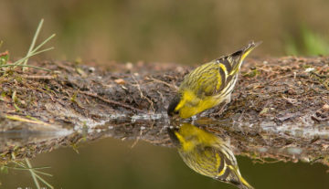 Productfoto: HBN Foto Versteck 3