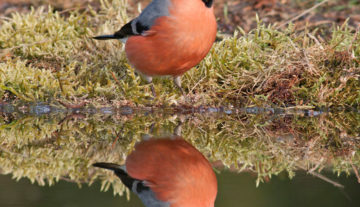 Productfoto: HBN Foto Versteck 3