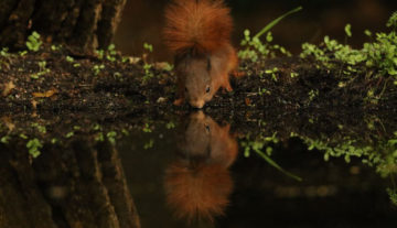 Productfoto: HBN Hide 4