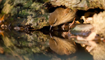 Productfoto: HBN Hide 4