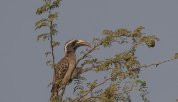 Productfoto: Vogelbeobachtungstouren in Gambia