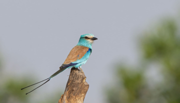 Productfoto: Vogelbeobachtungstouren in Gambia