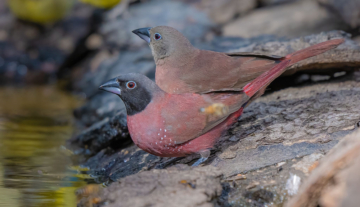 Productfoto: Vogelbeobachtungstouren in Gambia