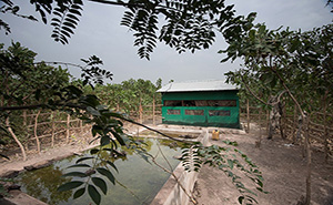 8-Gambia-Hide