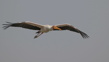 Productfoto: Vogelbeobachtungstouren in Gambia