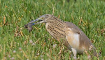 Productfoto: Vogelbeobachtungstouren in Gambia