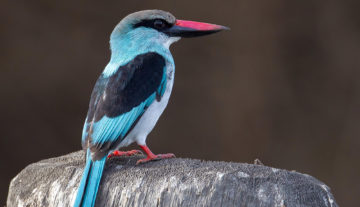 Productfoto: Vogelbeobachtungstouren in Gambia