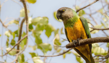 Productfoto: Vogelbeobachtungstouren in Gambia