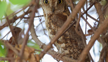 Productfoto: Vogelbeobachtungstouren in Gambia