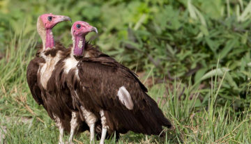 Productfoto: Vogelbeobachtungstouren in Gambia