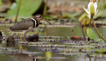 Productfoto: Vogelbeobachtungstouren in Gambia