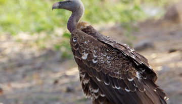 Productfoto: Vogelbeobachtungstouren in Gambia