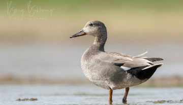 Productfoto: HBN Foto Versteck 10 - Das Groninger Landschap