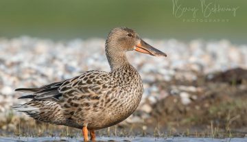 Productfoto: HBN Foto Versteck 10 - Das Groninger Landschap