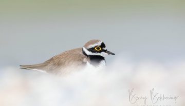 Productfoto: HBN Foto Versteck 10 - Das Groninger Landschap