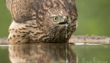 Productfoto: HBN Foto Versteck 8
