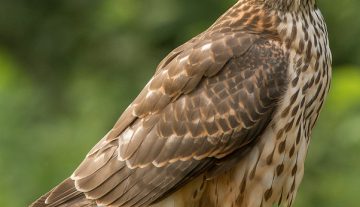 Productfoto: HBN Foto Versteck 8