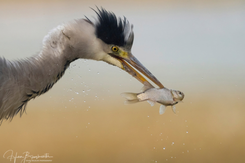 Blauwe reiger