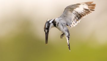 Productfoto: Vogelbeobachtungstouren in Gambia