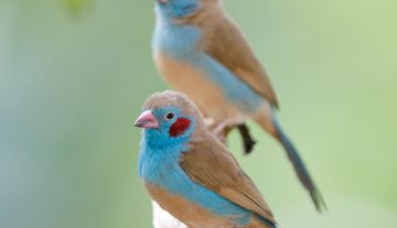 Productfoto: Vogelbeobachtungstouren in Gambia