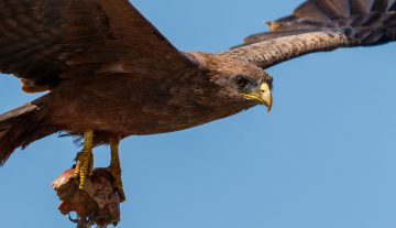 Productfoto: Vogelbeobachtungstouren in Gambia