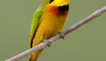 Productfoto: Vogelbeobachtungstouren in Gambia