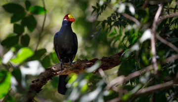Productfoto: Vogelbeobachtungstouren in Gambia