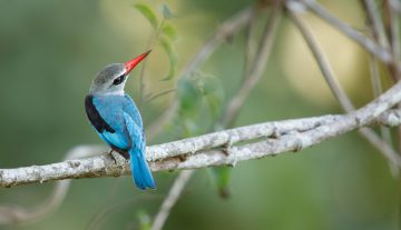 Productfoto: Vogelbeobachtungstouren in Gambia