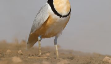 Productfoto: Vogelbeobachtungstouren in Gambia