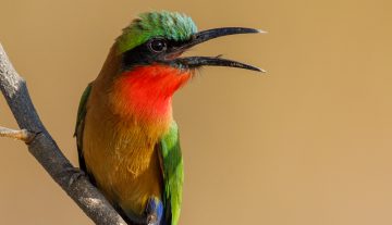 Productfoto: Vogelbeobachtungstouren in Gambia