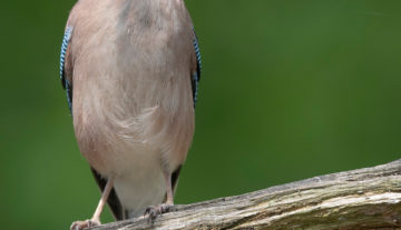 Productfoto: HBN Foto Versteck 8