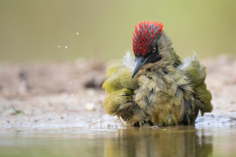 Vogels