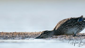 Productfoto: HBN Foto Versteck 10 - Das Groninger Landschap