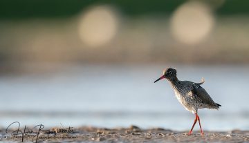 Productfoto: HBN Foto Versteck 10 - Das Groninger Landschap