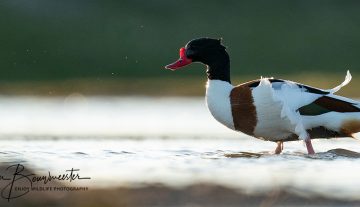 Productfoto: HBN Foto Versteck 10 - Das Groninger Landschap