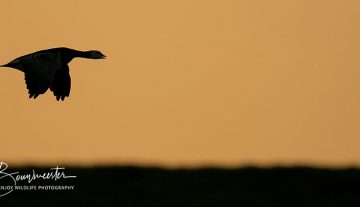 Productfoto: HBN Foto Versteck 10 - Das Groninger Landschap