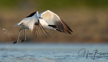 Productfoto: HBN Foto Versteck 10 - Das Groninger Landschap