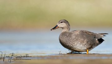 Productfoto: HBN Foto Versteck 10 - Das Groninger Landschap