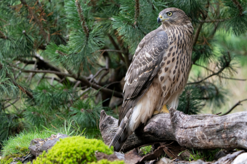 Vogels