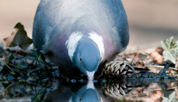 Productfoto: HBN Foto Versteck 5