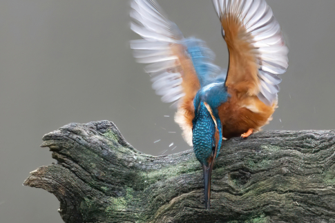 IJsvogels