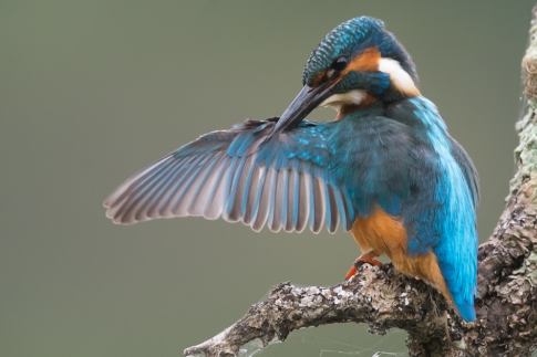 Vogels