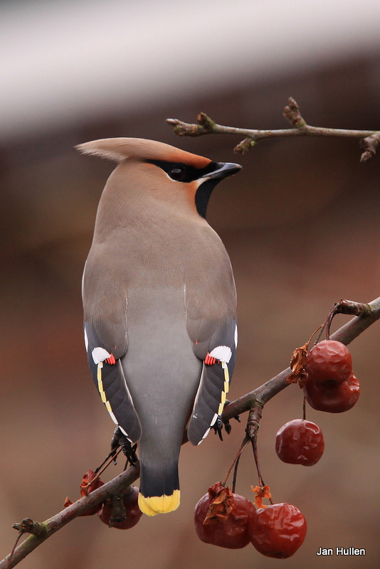 Jan-Hullen-pestvogel