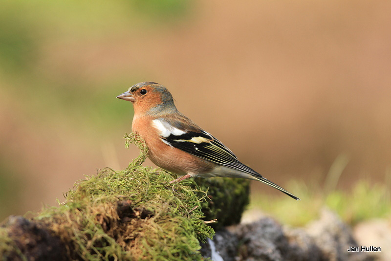 Jan-Hullen-vink