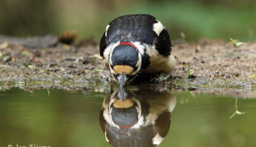 Productfoto: HBN foto Versteck 9
